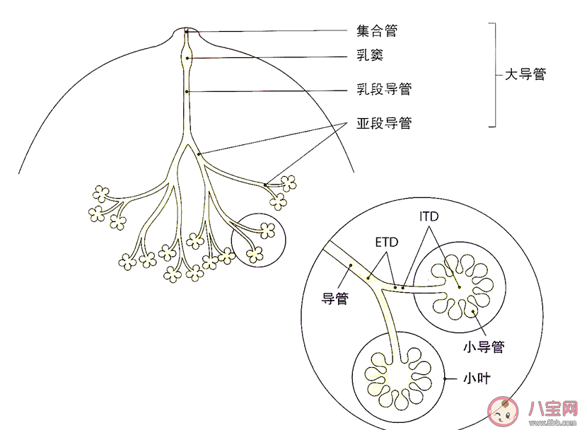 乳腺导管扩张需要治疗吗 乳腺导管扩张挂什么科