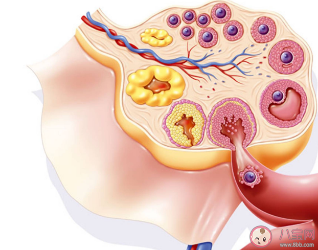 女性400多颗卵子排完就绝经了吗 女性需要保存多少卵子才能确保怀孕