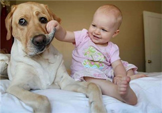 宝宝与家里养的宠物相处注意事项