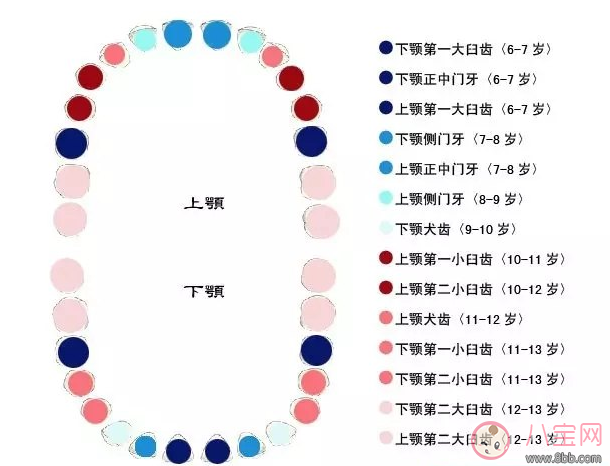 的了解——乳中切牙 4颗 5～7岁乳侧切牙   4颗   8～9岁第一乳磨牙