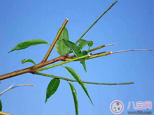 孩子坐飞机过安检查出头顶火柴 宝宝辟邪竟用火柴