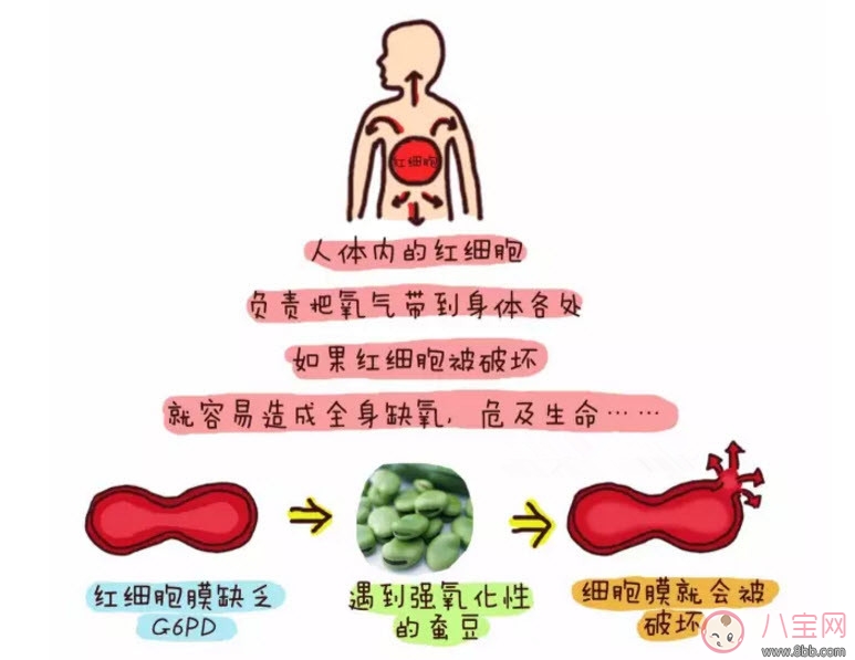 新生儿蚕豆病是否需要治疗 蚕豆病能否根治