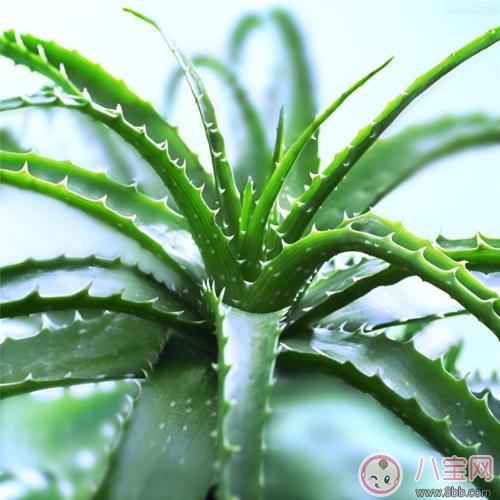 孕期|孕期植物美容效果好 教你自己DIY