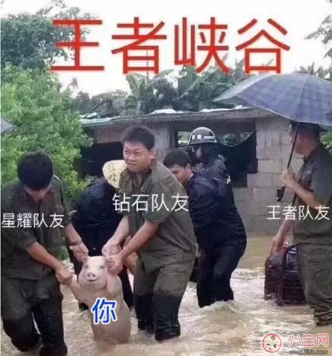 洪水救出的网红小猪被做成表情包 网红小猪表情包合集