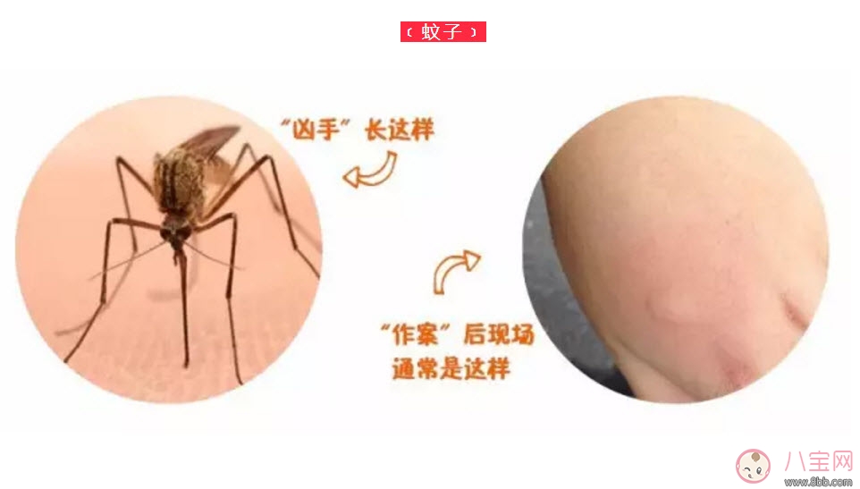 宝宝被臭虫咬了症状图片 宝宝被臭虫咬和蚊子咬症状对比图片区别