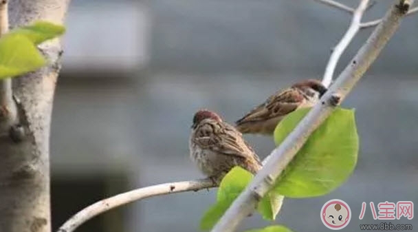 孕妇能吃麻雀肉吗 麻雀肉的营养有哪些