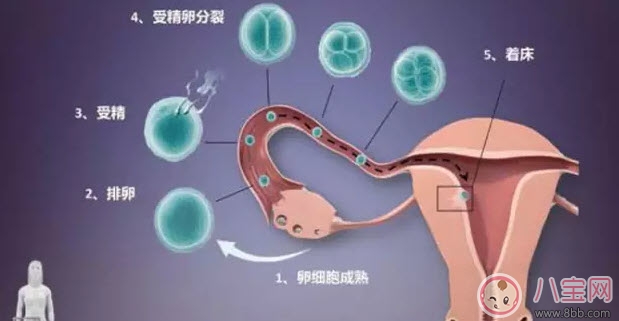 经期同房会不会怀孕 经期同房怀孕几率有多大