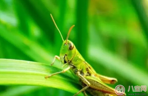 孕妇能不能吃蝗虫 哪些地方的人喜欢吃蝗虫(外国人吃蝗虫吗)