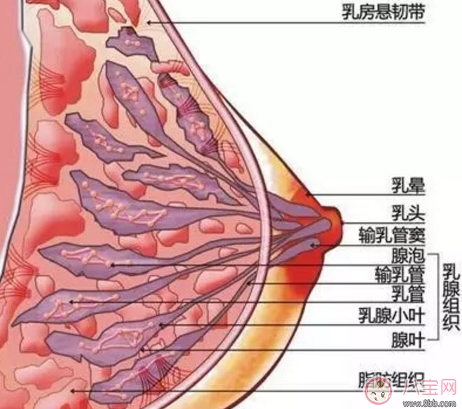 残乳|残乳需要排吗 为什么会有残乳(残乳在乳房内会变质吗)