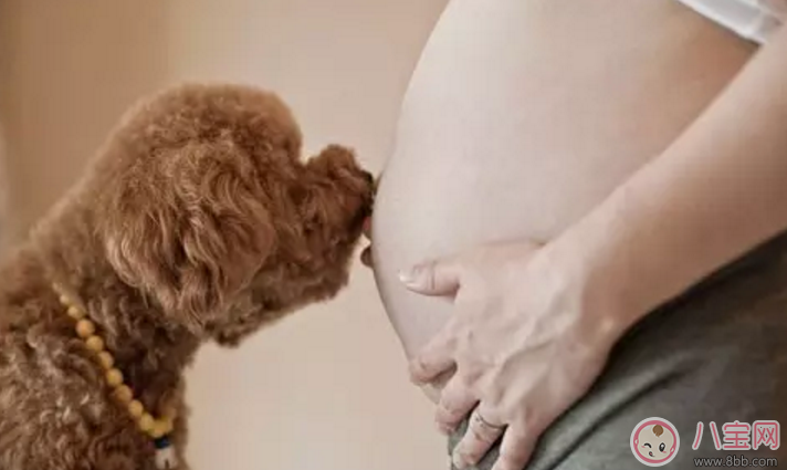 孕妇被狗咬到没出血要打狂犬疫苗吗 孕妇被小狗的牙蹭破皮怎么处理