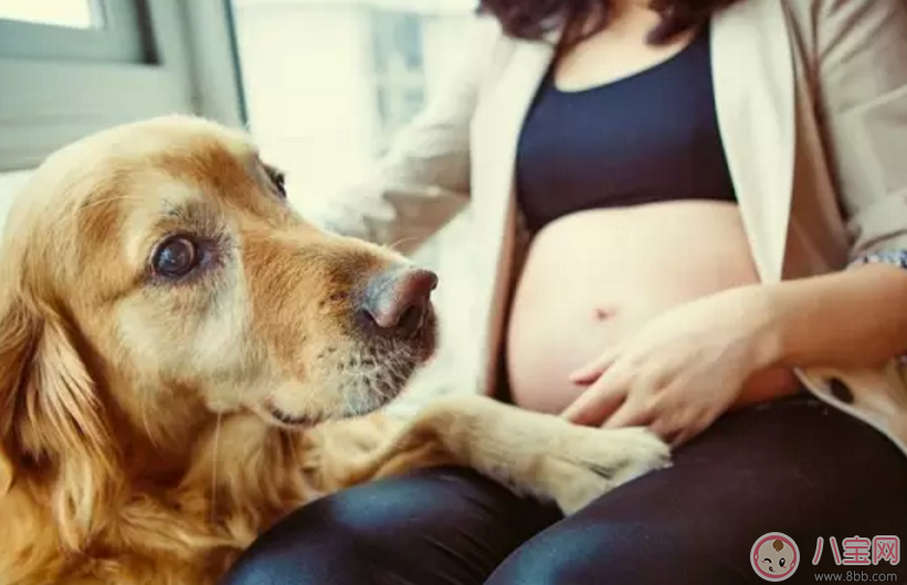 孕妇被狗咬到没出血要打狂犬疫苗吗 孕妇被小狗的牙蹭破皮怎么处理