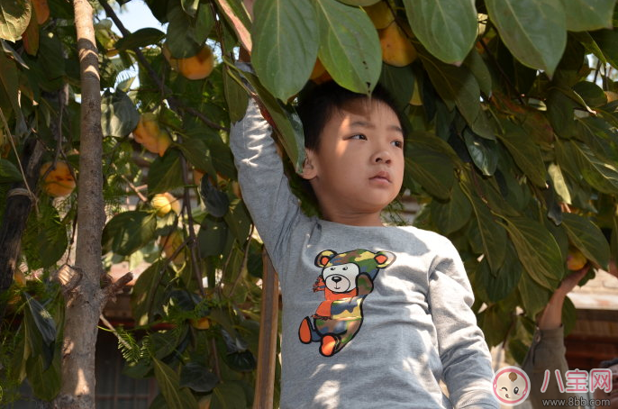 孩子吃了柿子不能喝牛奶吗 吃柿子有哪些要注意的地方