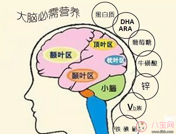 怎么让孩子的大脑快速发育 怎么让孩子智力快速发育