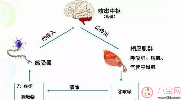 宝宝喝止咳药会上瘾吗 怎么食疗治疗宝宝咳嗽