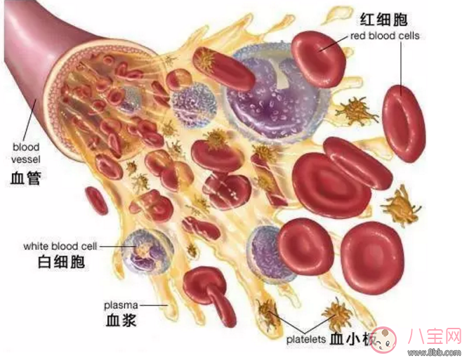 小孩血常规报告单白细胞分析 怎么看宝宝血常规报告单白细胞高还是低