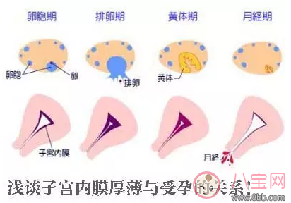 子宫内膜薄哭怀孕吗 子宫内膜薄吃什么好