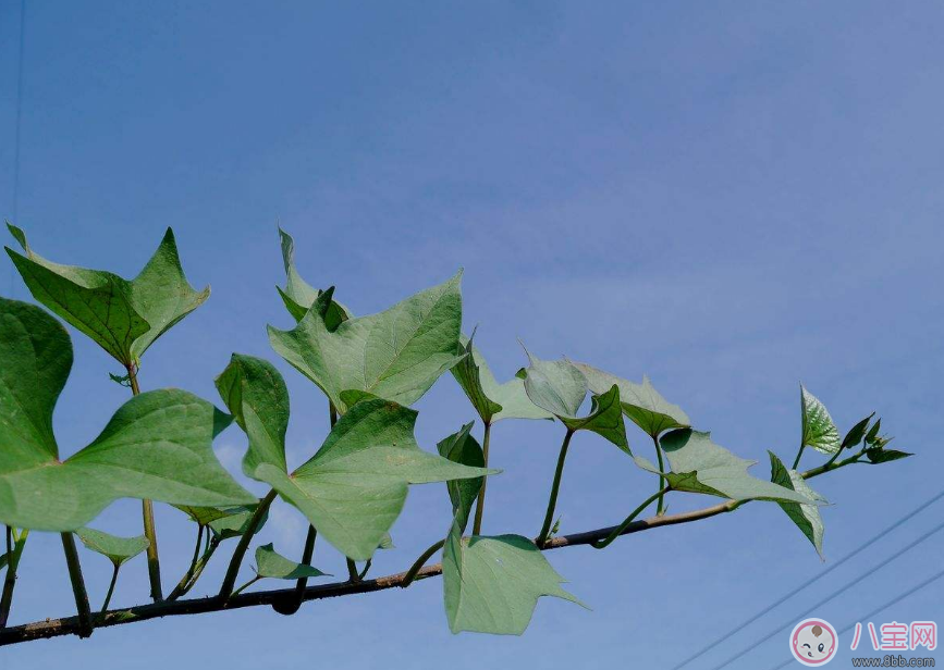 怀孕|怀孕期间梦到红薯藤是什么预兆 怀孕梦到红薯藤是怀男孩的征兆吗