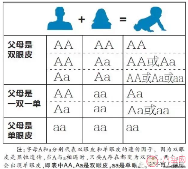 Rain炫耀女儿有双眼皮 爸爸是单眼皮女儿是双眼皮的可能性有多大