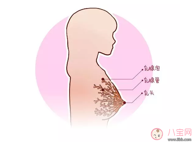 人的母乳是怎么形成的 母乳是血液形成的吗