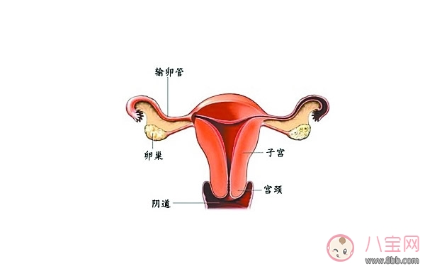 子宫畸形会影响生育吗  子宫畸形还可以怀孕吗