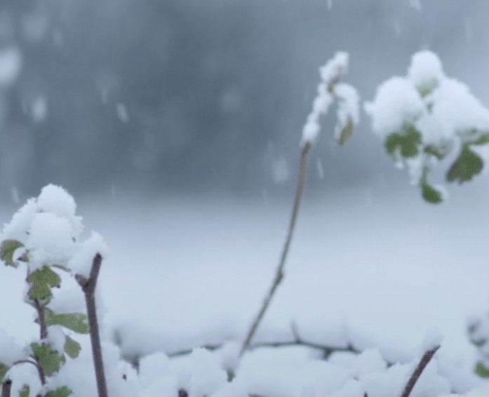 说说|下雪了怎么发说说 适合在下雪天发的说说心情句子