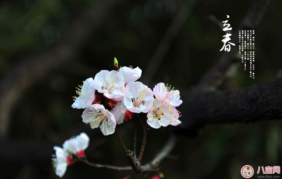 2018今日立春带图素材说说朋友圈    今天立春带字图片说说朋友圈