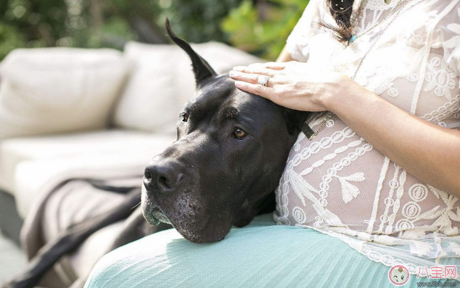 孕妇能不能接触宠物 怀孕了可以和宠物一起生活吗