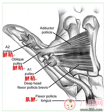 孩子|孩子手指伸不直是什么情况，为什么孩子的手指伸不直