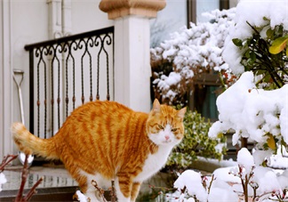 形容2018第一场雪的心情 表达下雪的经典的说说朋友圈