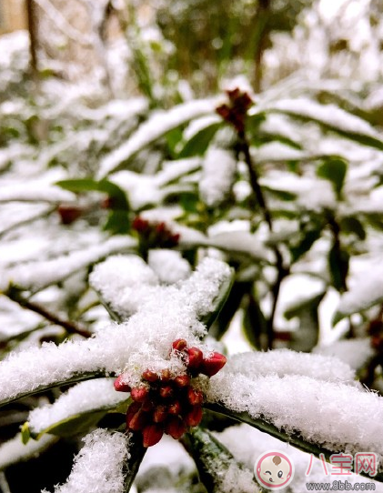 雪景很美怎么发朋友圈 描写雪景很美的心情说说图片