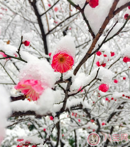 雪景很美怎么发朋友圈 描写雪景很美的心情说说图片