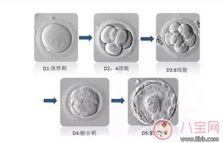 试管怀孕可以避免宫外孕吗 试管怀孕怎么样