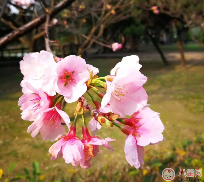 赏花的心情说说 2018春天去赏花的说说朋友圈