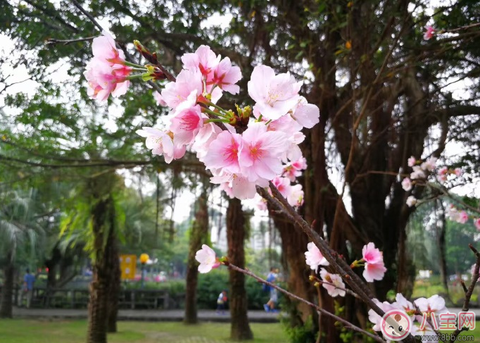 春天赏花心情的句子  春天赏花晒图配字说说句子图片