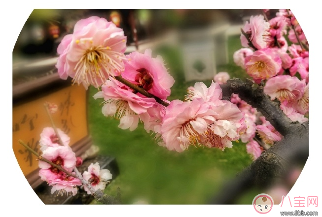 春天赏花心情的句子  春天赏花晒图配字说说句子图片