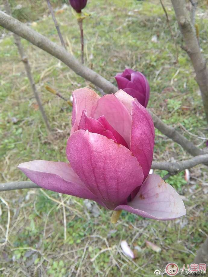 赏花的心情说说 2018春天去赏花的说说朋友圈