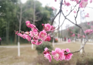 赏花的心情说说 2018春天去赏花的说说朋友圈