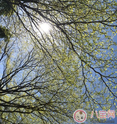 节日|植树节是怎么而来的 怎样给孩子讲植树节的由来