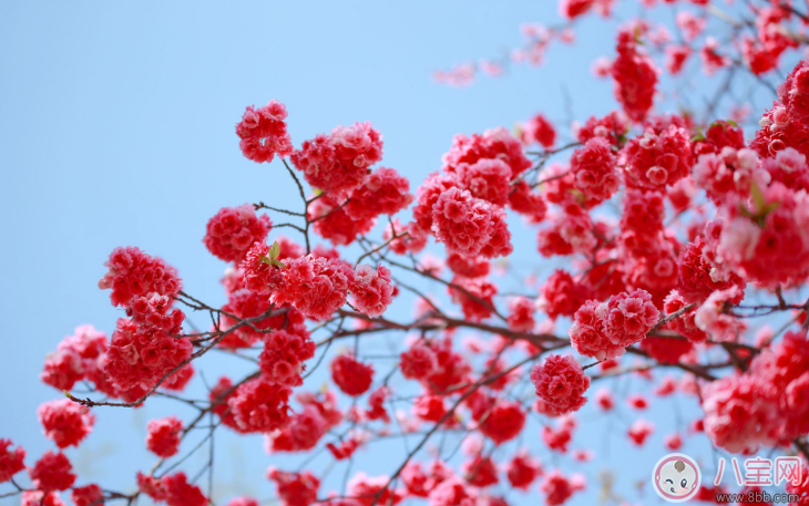 小学生植树节名言警句 植树节绿色格言和点子