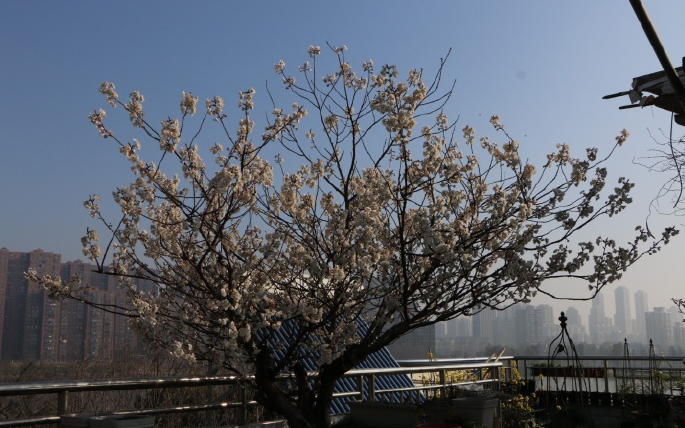 植树节手抄报图片大全 2018元狗年植树节图画