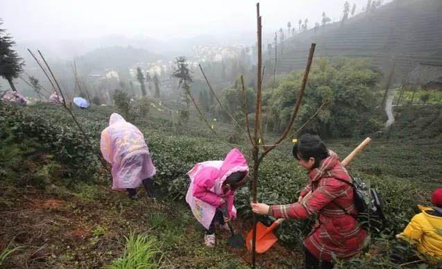 植树节手抄报图片大全 2018元狗年植树节图画