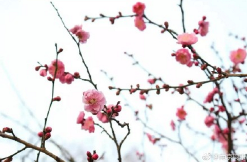 植树节手抄报图片大全 2018元狗年植树节图画