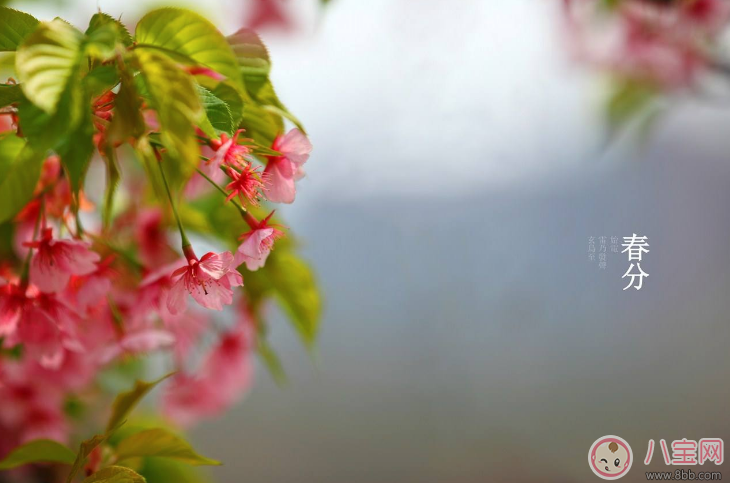 春分快乐的说说句子  形容春分的优美句子短语