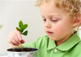 孩子房间放什么植物好 家里有孩子适合种什么植物