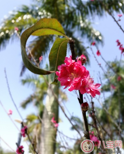 春天踏青怎么发朋友圈 春天出去踏青的说说晒图朋友圈