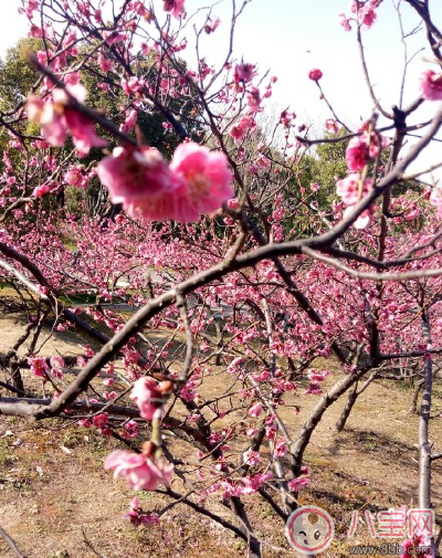 春天踏青怎么发朋友圈 春天出去踏青的说说晒图朋友圈