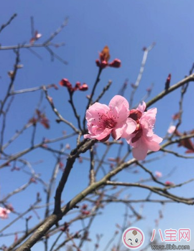 春天踏青怎么发朋友圈 春天出去踏青的说说晒图朋友圈