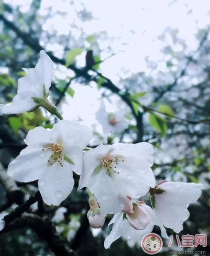 下雨看樱花怎么发朋友圈 下雨天看樱花晒图心情说说