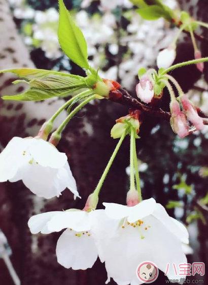 下雨看樱花怎么发朋友圈 下雨天看樱花晒图心情说说