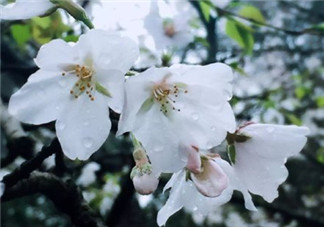 下雨看樱花怎么发朋友圈 下雨天看樱花晒图心情说说